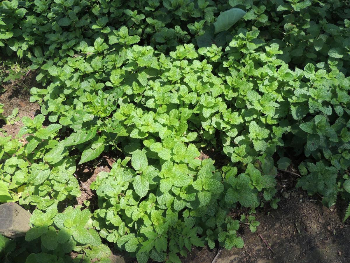 טרינידאדה Eco Hostel Organic Life מראה חיצוני תמונה