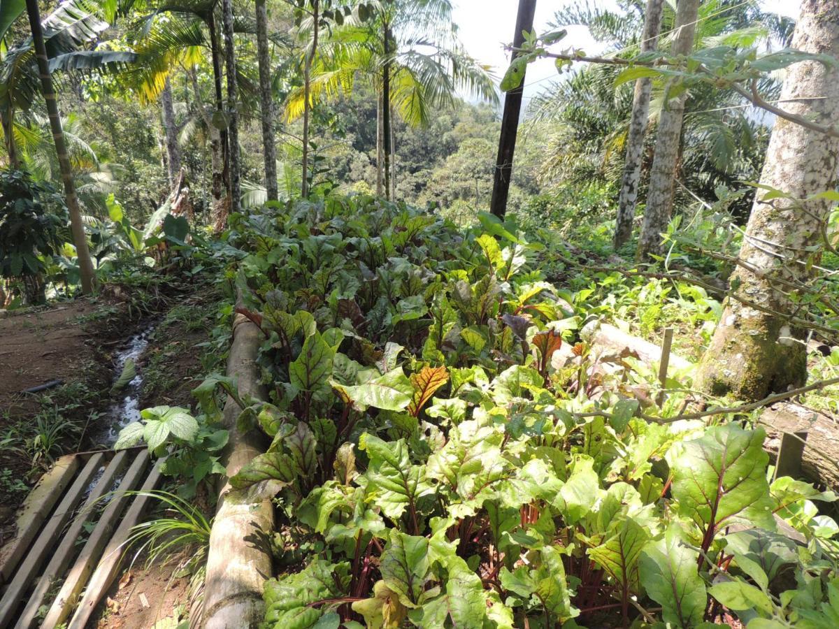 טרינידאדה Eco Hostel Organic Life מראה חיצוני תמונה